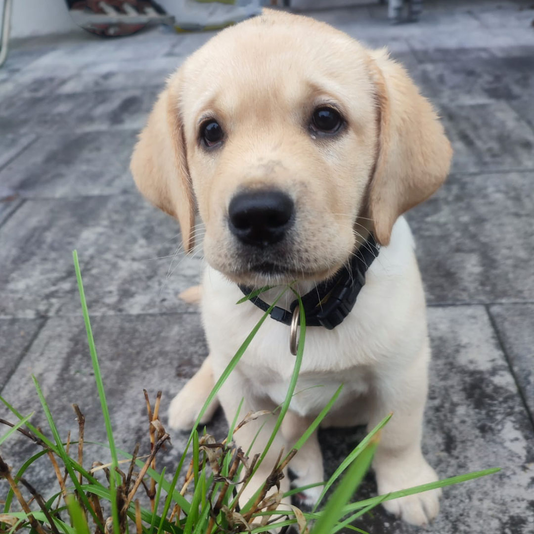 Nala Therapiehund in Ausbildung Therapiehund auf dem Lilienhof